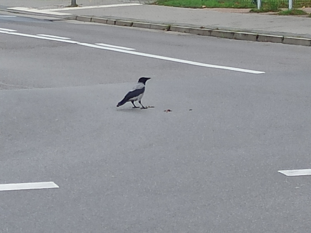Eine Nebelkrähe nutzt den Straßenverkehr zum Knacken von Walnüssen.